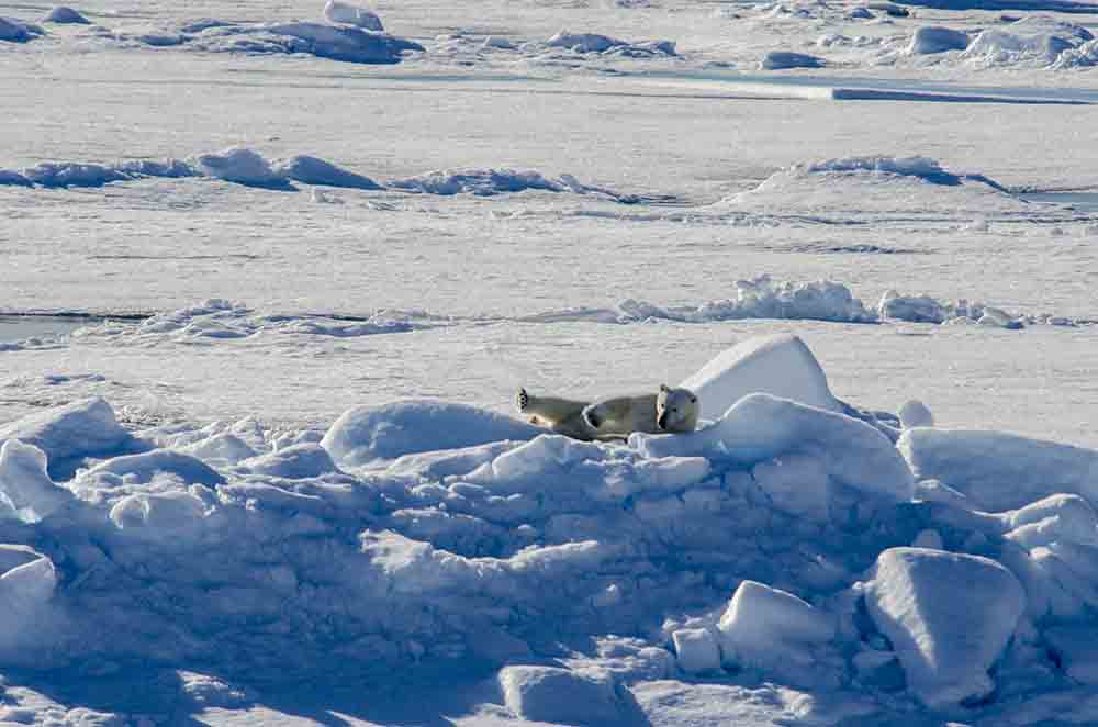 Oso Polar - islas Svalbard - Noruega 51.jpg